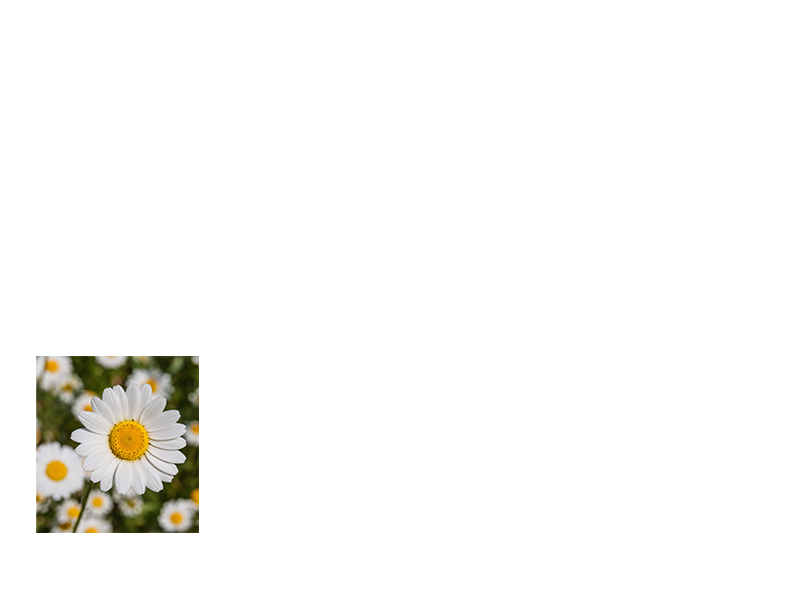 flower in color